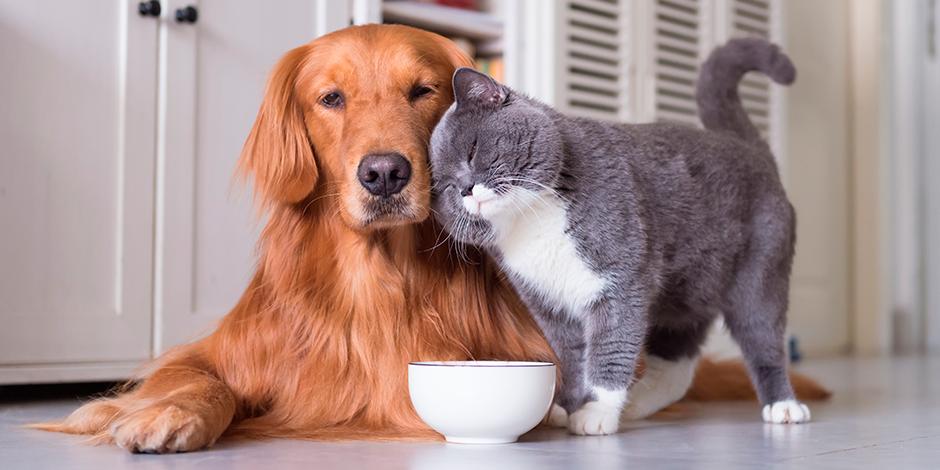 🐾 Datos interesantes sobre tu mascota que te sorprenderán.